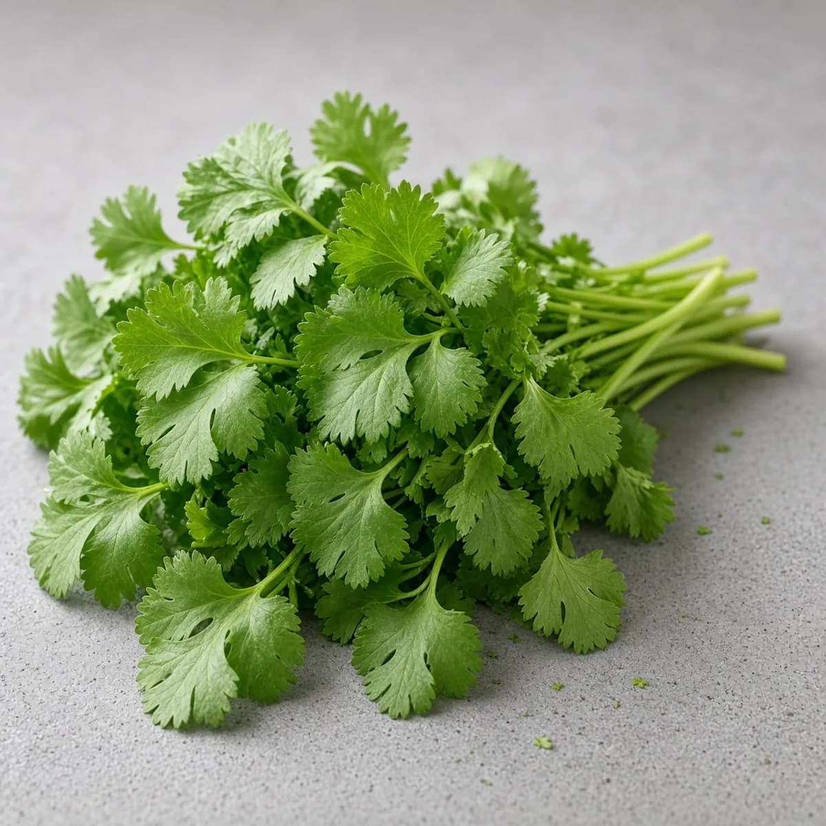 Coriander